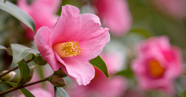 Oblíbené květinové vůně pro horké letní dny – část 3