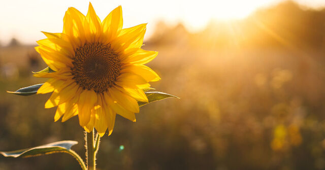 Parfémový horoskop: 28. červenec – 3. srpen