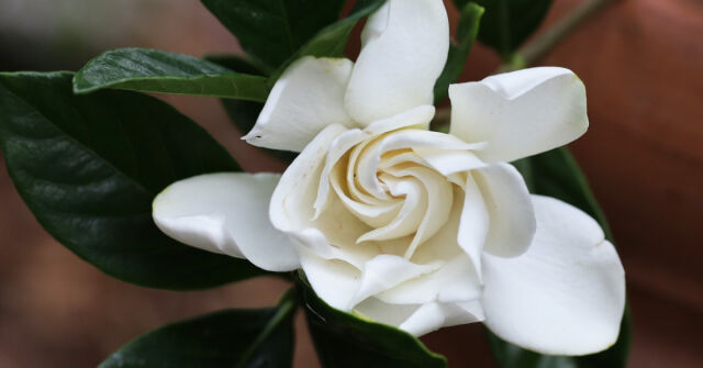 Gardénie v zahradě