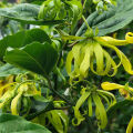 Dvě ohromující krásky s ylang-ylang