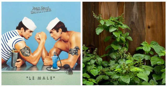 Ambro de Jacomo: Le Male with Patchouli