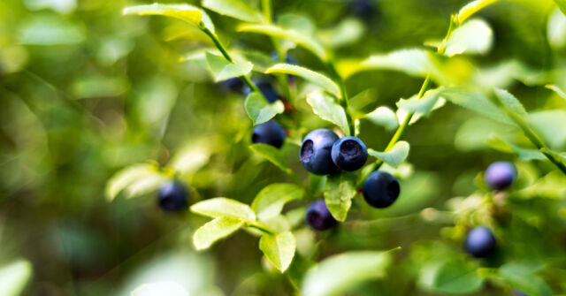 Brusnice, borůvky a další zakrslé keře