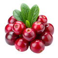 Zakrslé keře: Lingonberry a brusinky