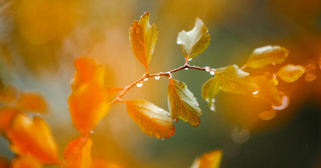 5 oblíbených podzimních vůní