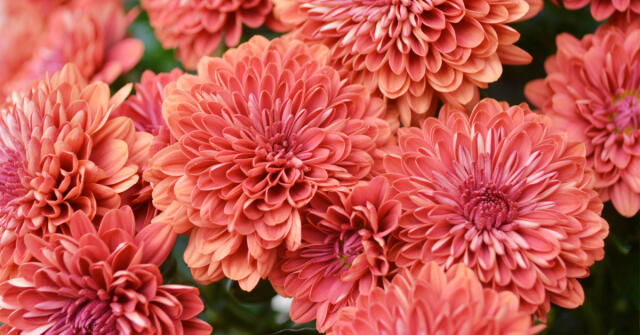 Mé oblíbené podzimní květiny