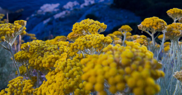 15 immortelle vůní, od klasiky po nečekané