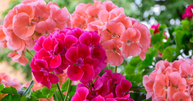 Moje oblíbené podzimní květiny, druhá část