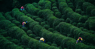 5 nejlepších čajových vůní od čínských značek