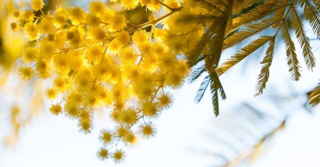 Parfémový horoskop: 12. ledna – 18. ledna