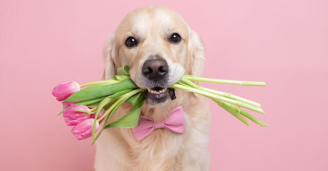 Parfémový horoskop: 9. února – 15. února