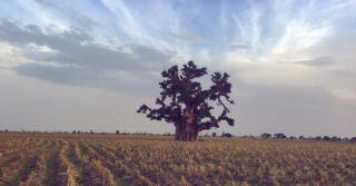 Parfémová kultura v Nigérii