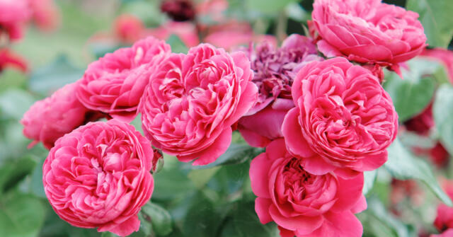 Nejlepší růže posledních let