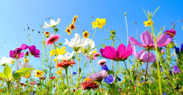 Přátelštější květy: Jarní květiny, bez pudru