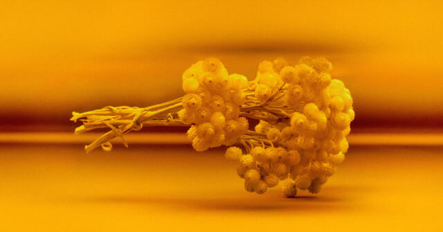 Editions De Parfums Contre-Jour: Zdeformovaný a špatně uchopený