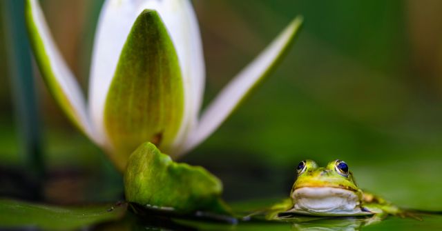 Strašidelné příběhy: Vůně a duchové z bažin