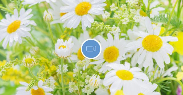 Fragrantica Talks: Jarní a časně letní vůně