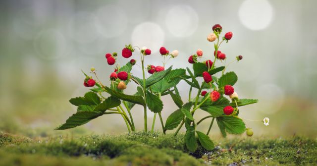 Jahoda v životě a parfému