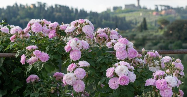 Parfémy úchvatných voňavých míst