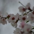 Almond Blossoms of Sirinagar-Kashmir