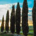 Aromatic Trees: Cypress and Olive Tree