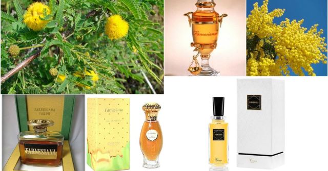 Une Fleur de Cassie Frederic Malle perfume - a fragrance for women