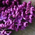Lilac Accord in Perfumery
