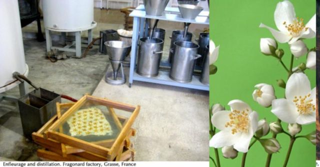 Hvězda: Pelyněk: O nejhořčejší bylině ze všech