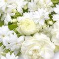 Dark Legends of White Flowers: Tuberose, Gardenia, and Sambac Jasmine - Flowers of Seduction and Death