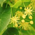 Linden Blossom in Perfumery