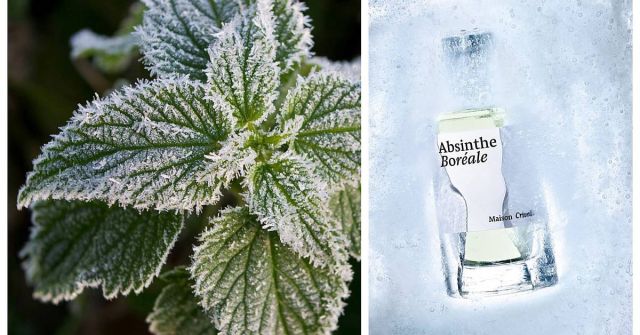 Absinthe Boréale Maison Crivelli perfume - a fragrance for women