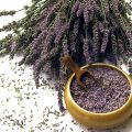 Making Lavender Sexy for Women: Lavender in Feminine Fragrances