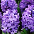 Hyacinth & Springtime: Fragrances of Dark, Green Bliss