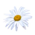 What Kind Of Chamomile Is Used In Perfumery?