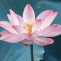 Lotus Rising and Vanilicious: New From Natural House April Aromatics