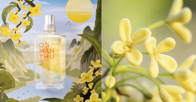 香水(女性用) L'Occitane OSMANTHUS 75ml L'Occitane Rose & Osmanthus EDT Perfume Spray ~ 75 ml ~ 2.5 fl oz