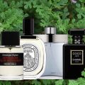 Scented Geraniums and Their Life in Perfume
