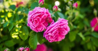Rose as A Symbol and Perfume Material