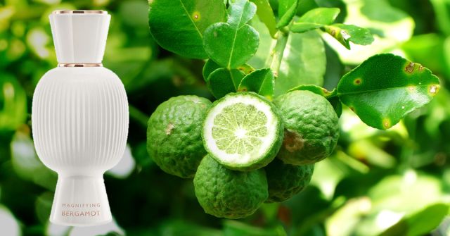 Allegra Magnifying Bergamot Essence Bvlgari perfume - a fragrance