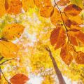 September: Transparent Autumn