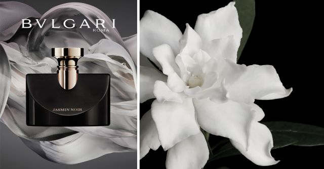 Splendida Jasmin Noir Bvlgari perfume - a fragrance for women 2017