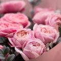 Tom Ford Private Rose Garden: a Rose Pilgrimage
