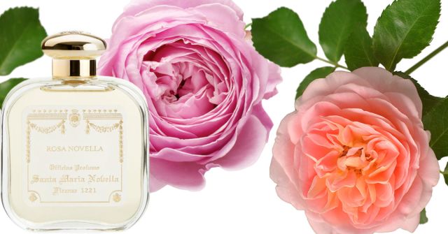 Rosa Novella Santa Maria Novella perfume - a fragrance for women