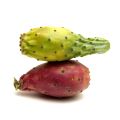 A Universal Love for Prickly Pear or Opuntia