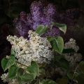 Three Lilac Perfumes for the Forthcoming Spring