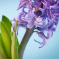 My Favorite Hyacinths