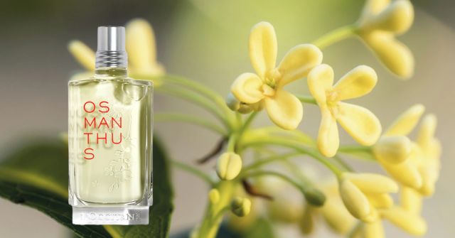 Osmanthus L'Occitane en Provence perfume - a fragrance for women 2021