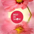 Best in Show: Voiceless Flowers (2023)