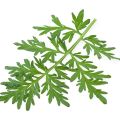 The Star Wormwood: About the Bitterest Herb of All