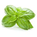  Basil in Legends, Cooking, and Perfume