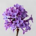 The Fragonard Flower of 2024 is Lilac. Let's Cherish Its Delicate Scent!